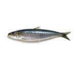 Sardine-Fish