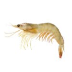 Close up banana prawn or shrimp isolated on white - with path